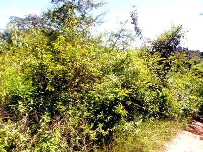 Mbitini,Kamulu, 4 Acres Shamba - Image 2