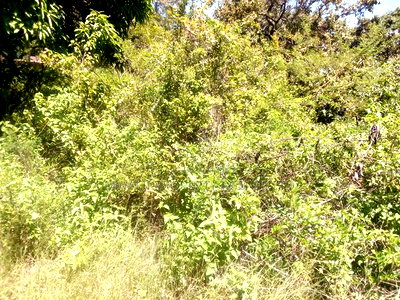 Mbitini,Kamulu, 4 Acres Shamba - Image 3