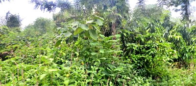 9 Acreas Touching River Nanyuki Burguret - Image 11