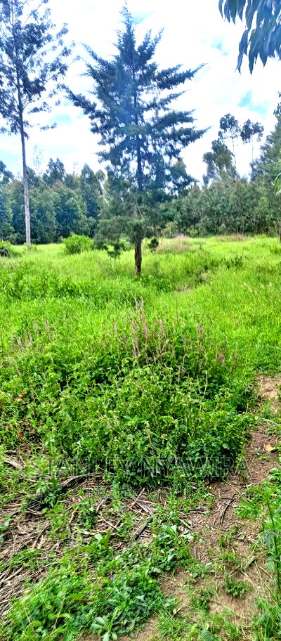 9 Acreas Touching River Nanyuki Burguret - Image 8