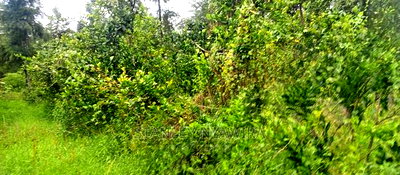 9 Acreas Touching River Nanyuki Burguret - Image 4