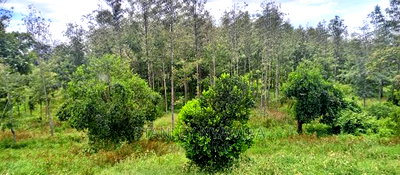 9 Acreas Touching River Nanyuki Burguret - Image 5