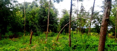 9 Acreas Touching River Nanyuki Burguret - Image 12