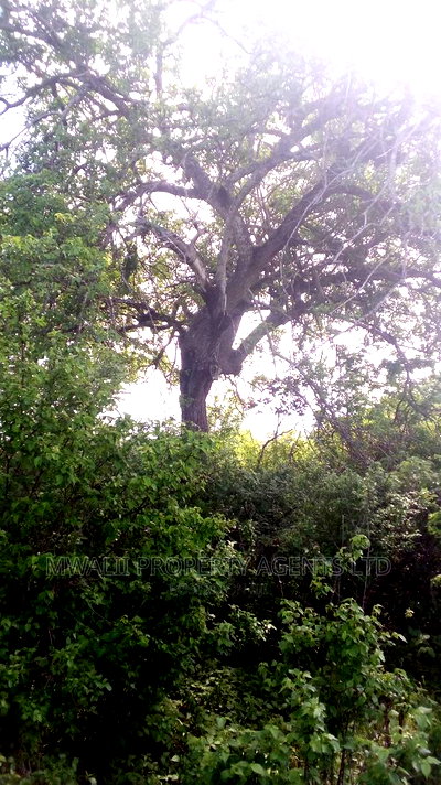 Lage Scale 650 Acre Mutha Land - Image 1