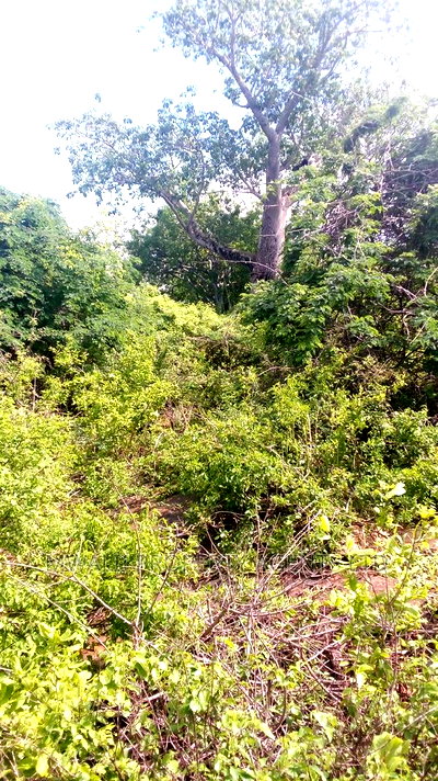 Lage Scale 650 Acre Mutha Land - Image 3