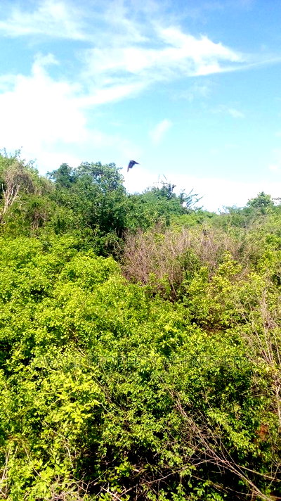 Lage Scale 650 Acre Mutha Land - Image 2