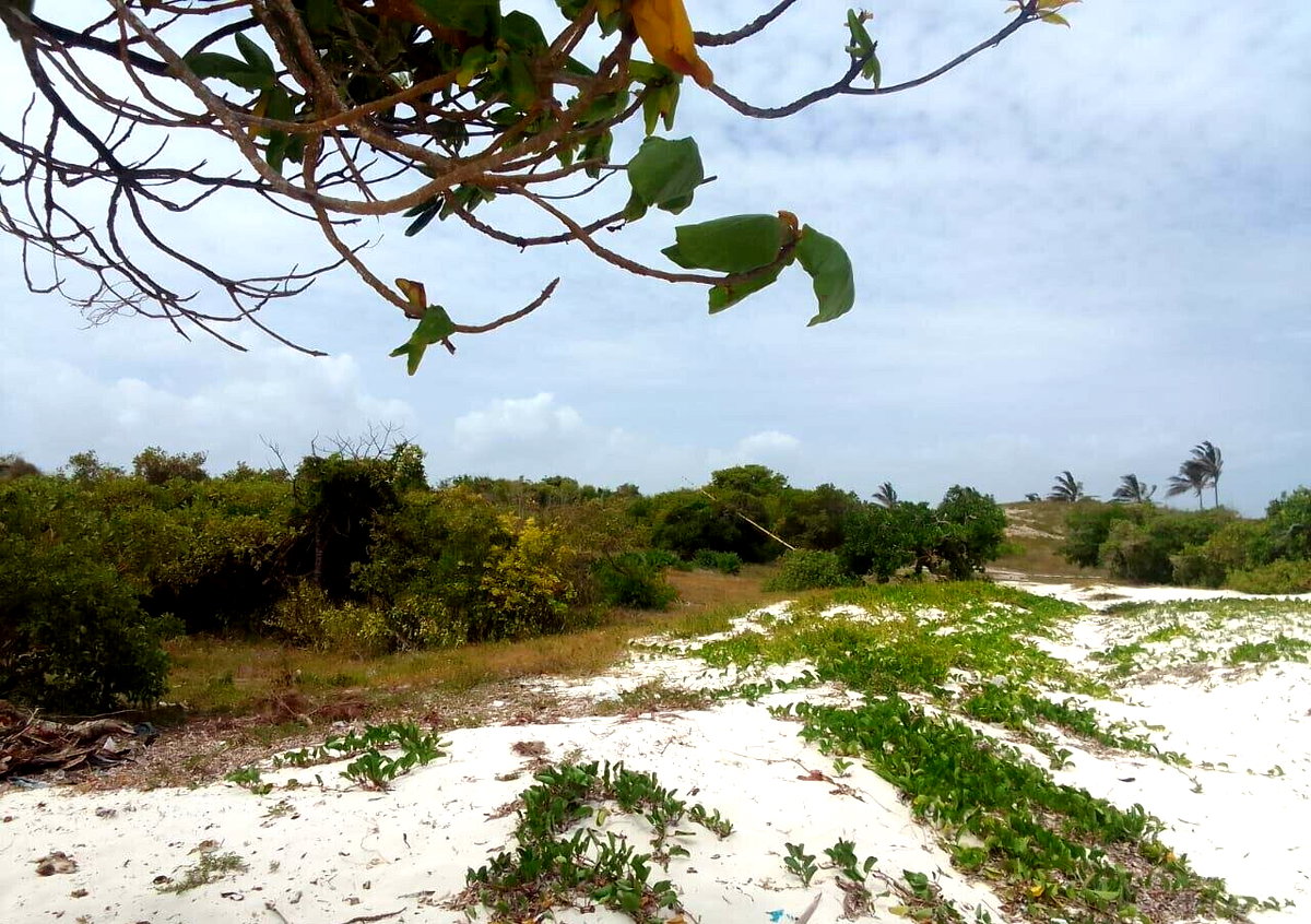 2-Acre Beach Plot at KSh 40M