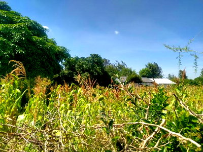 Quarter Acre in Kiserian Near Tarmac and Good Neighborhood - Image 4