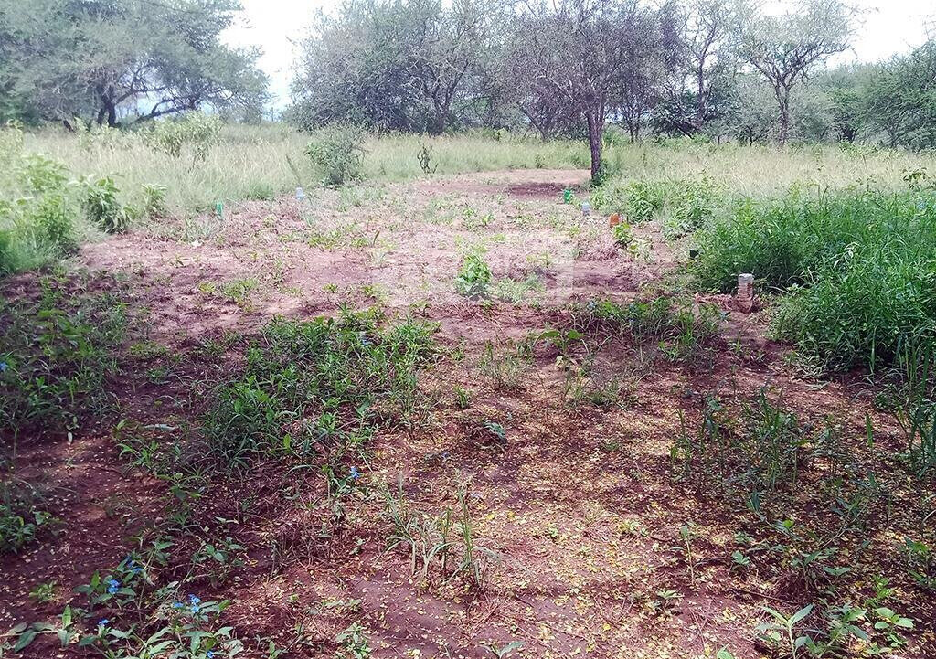 1 Acre Plot in Oloika, Kajiado