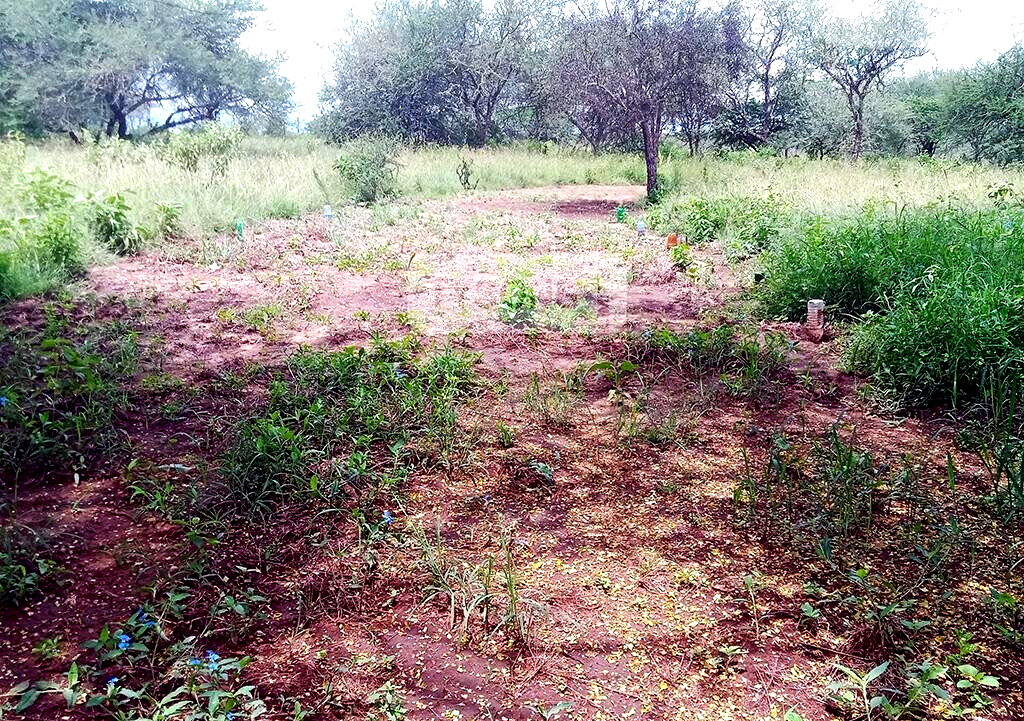 1 Acre Plot in Oloika, Kajiado