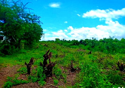 Quarter Acre Garden Plot at KSh 3.5M
