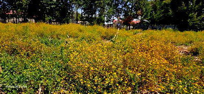 1/4 Plots For Sale In Hillside Limo Side Sayare In Eldoret - Image 6