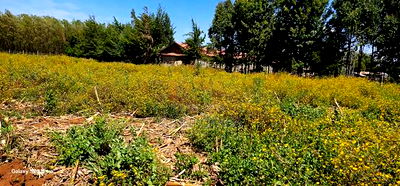 1/4 Plots For Sale In Hillside Limo Side Sayare In Eldoret - Image 2