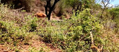 Embu,Mbeere 17 Acres Agricultural Farmland - Image 10