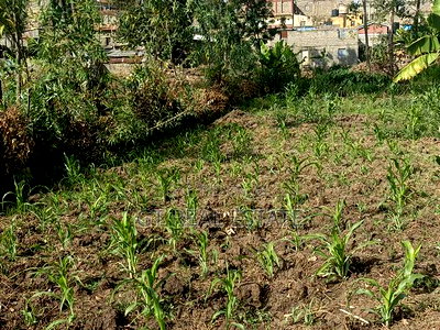 Kasarani Half Acre for Sale - Image 11