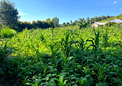 Quarter Acre Plot at KSh 1.5M