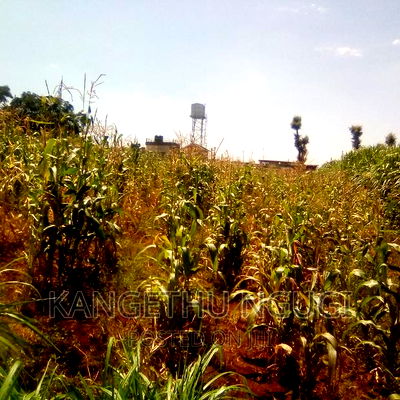 Half Acre Runda Mumwe - Image 7