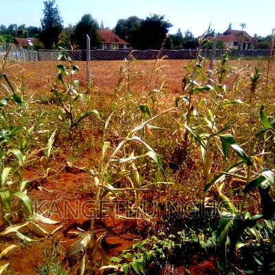 Half Acre Runda Mumwe - Image 5