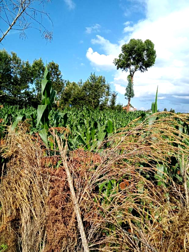 1/16 Plot Site and Service Kapsoya With Title