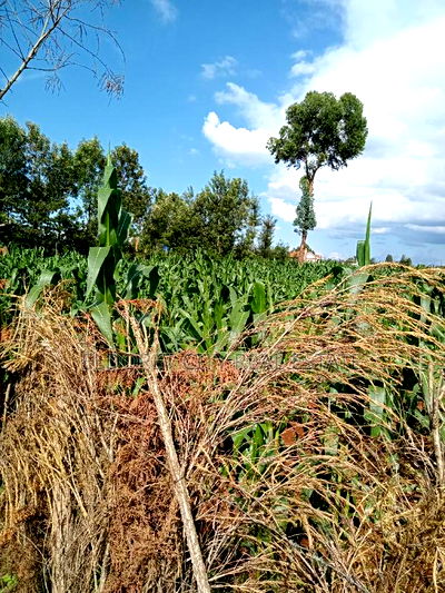 1/16 Plot Site and Service Kapsoya With Title - Image 1