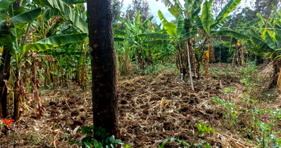 Quarter Acre Plot at KSh 6.5M