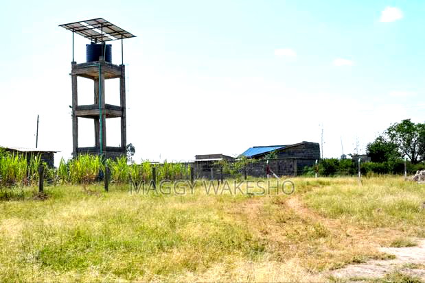 Ostrich Farm