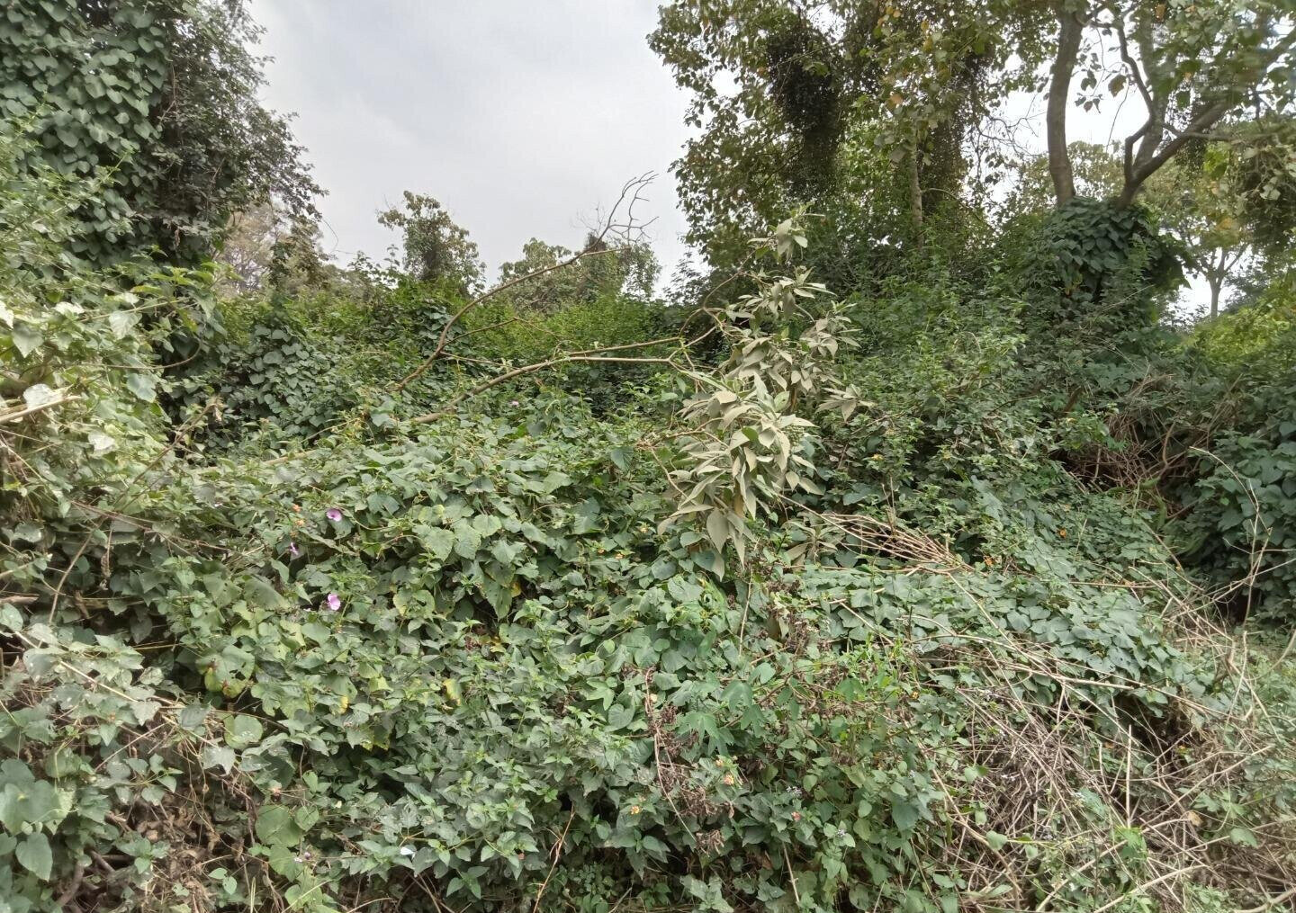1-Acre Karen Land at KSh 70M