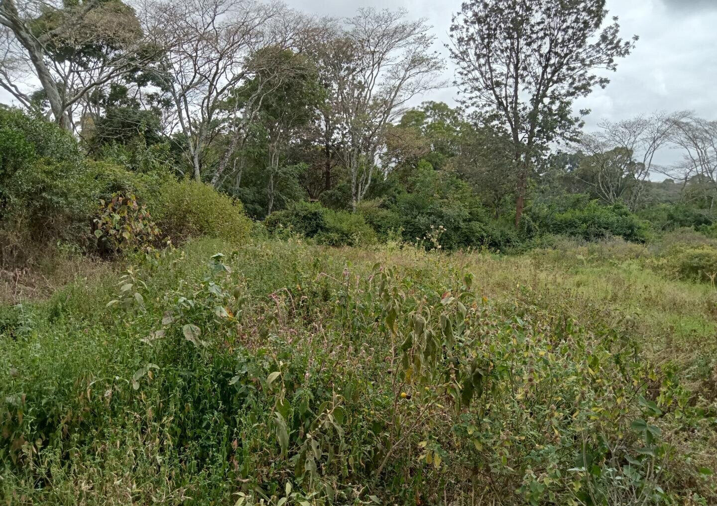 1-Acre Karen Land at KSh 70M