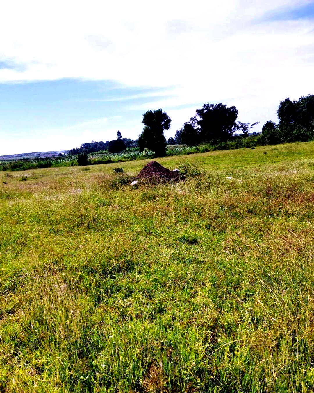 50-Acre Industrial Land in Katani