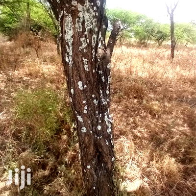 Prime 10 Acres Touching Tinga Najilei Road at 450k Per Acre - Image 4