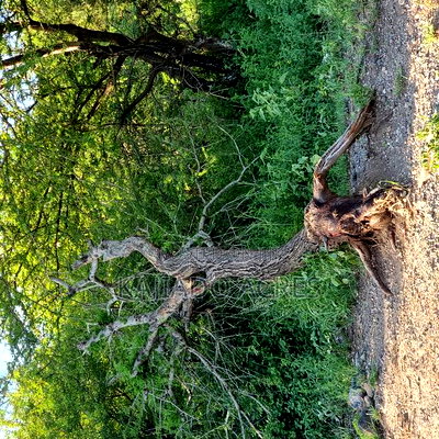 18 Acres Oloika at Per Acre - Image 8