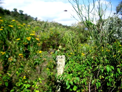 Kekopey Land Sale of 10 Acres - Image 1