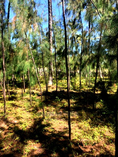 1 Acre Prime Land - Image 6