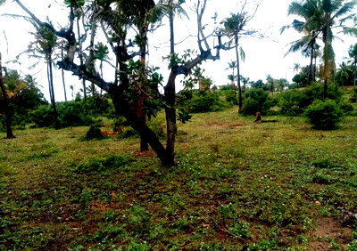 5.5-Acre Garden Land with Ocean Views