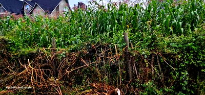 1/4 Plot for Sale in Hillside Eldoret - Image 1