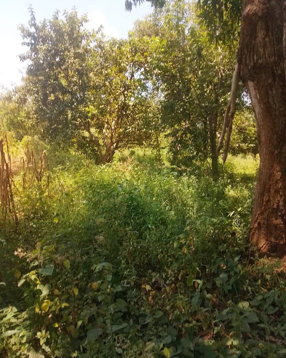 5-Acre Farmhouse in Mombasa CBD