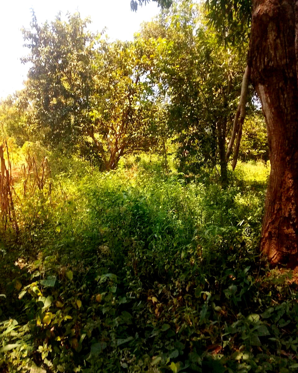 5-Acre Farmhouse in Mombasa CBD