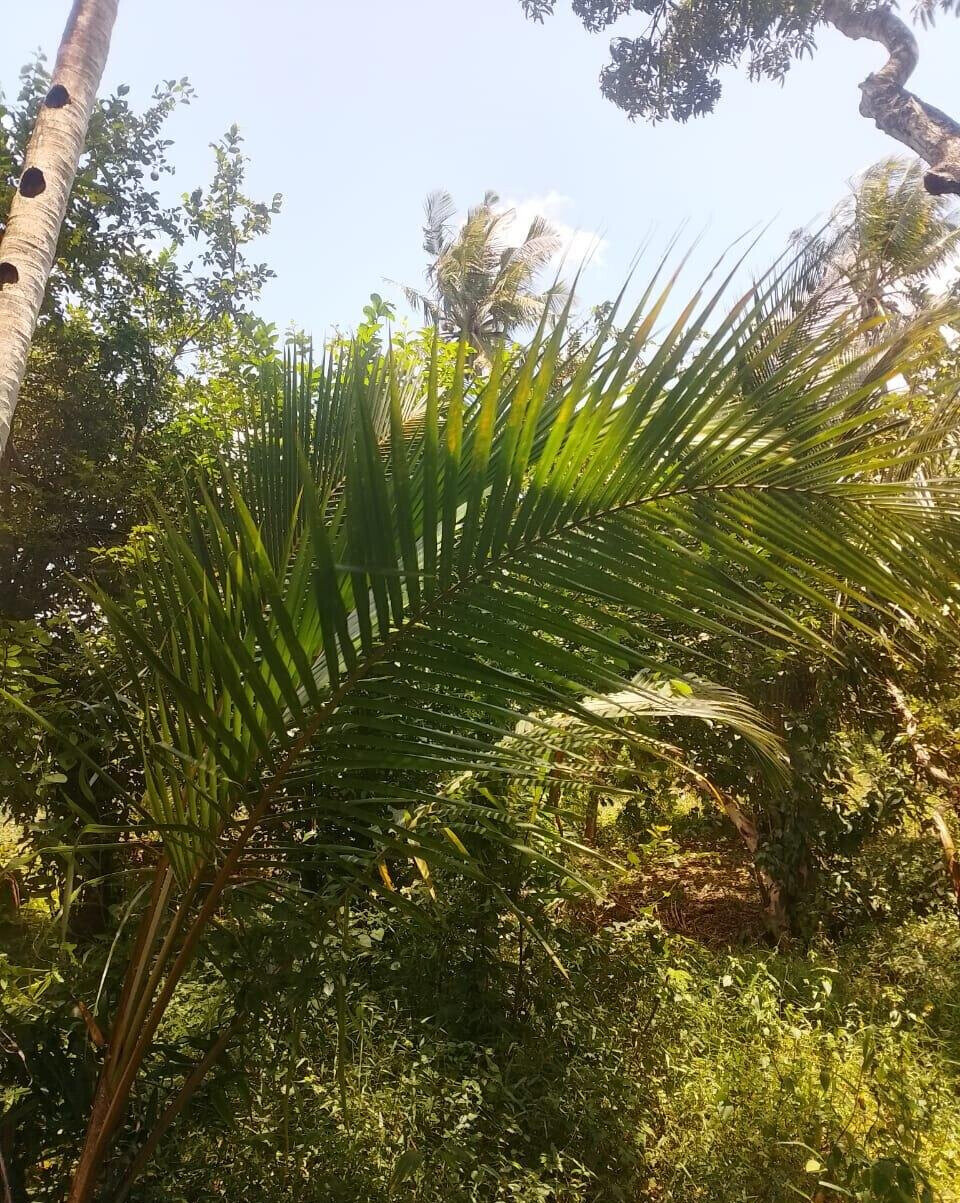 5-Acre Farmhouse in Mombasa CBD