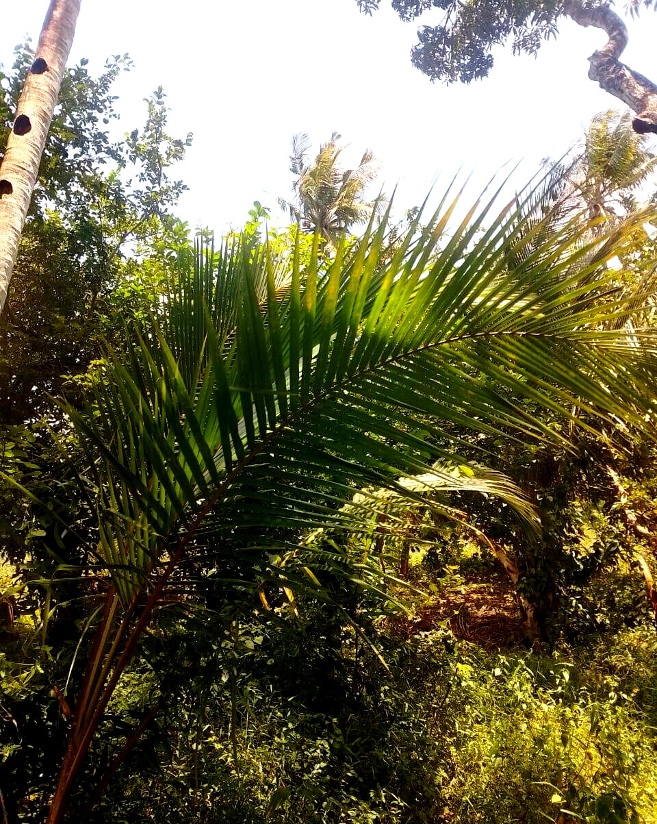 5-Acre Farmhouse in Mombasa CBD