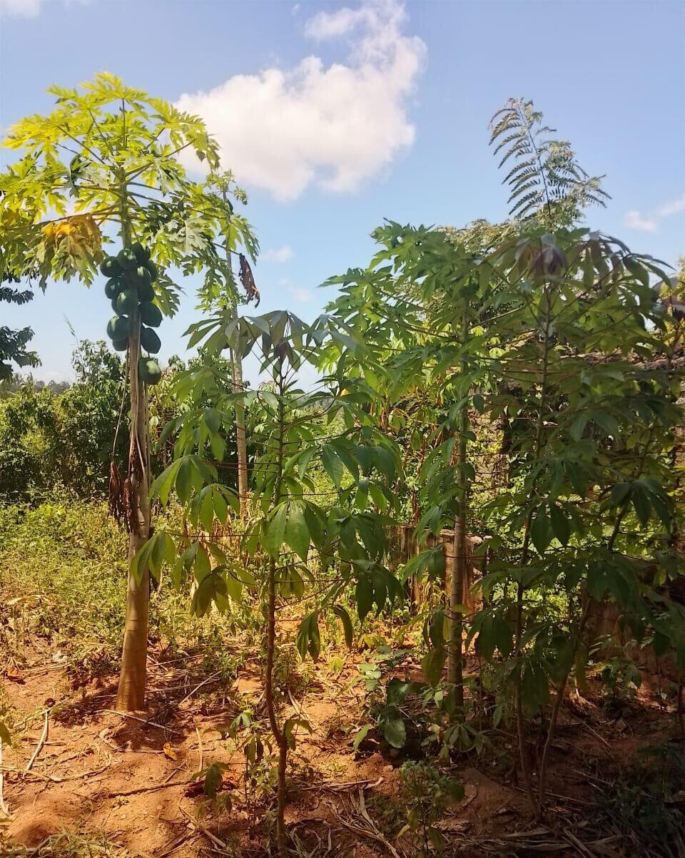 5-Acre Farmhouse in Mombasa CBD