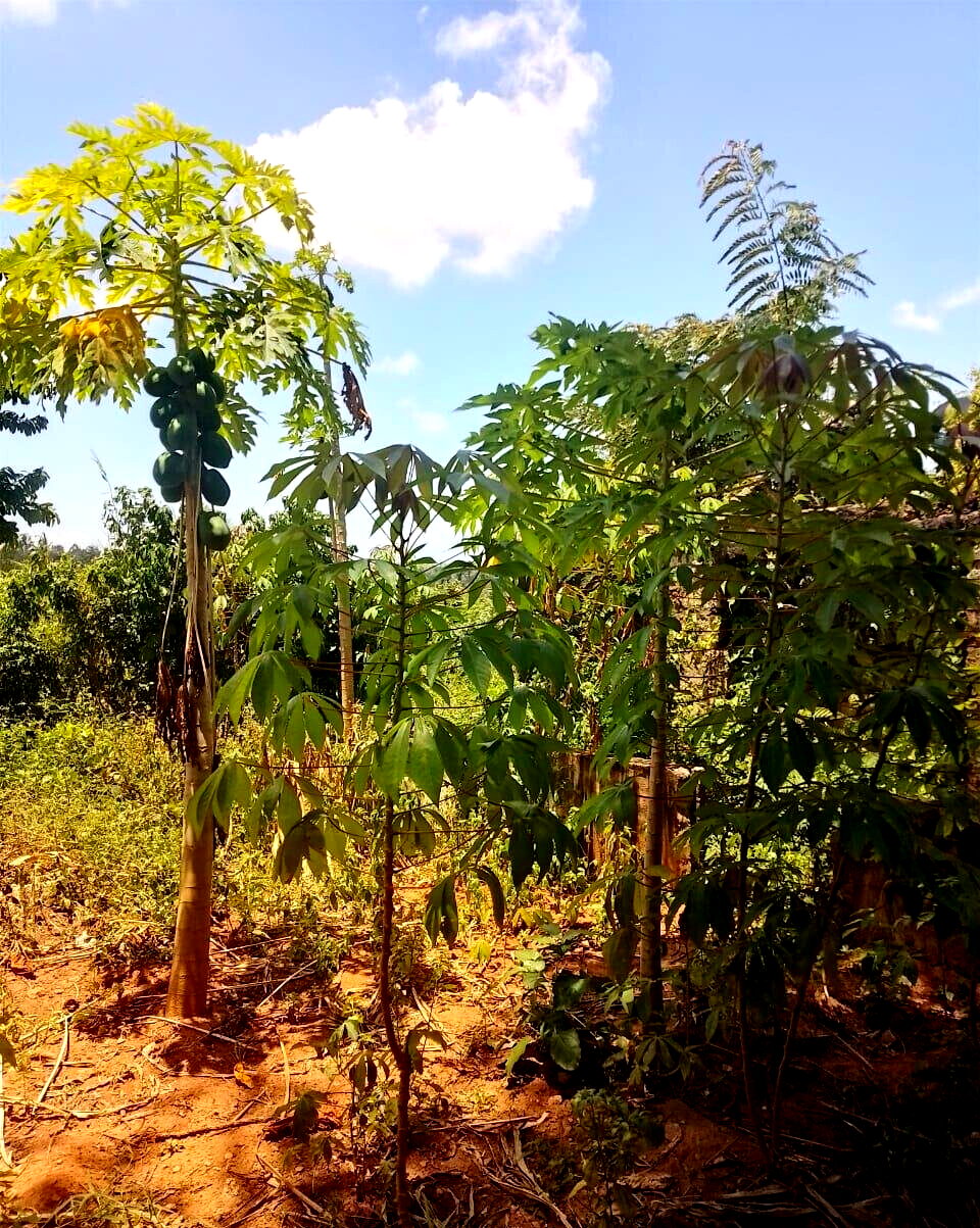 5-Acre Farmhouse in Mombasa CBD