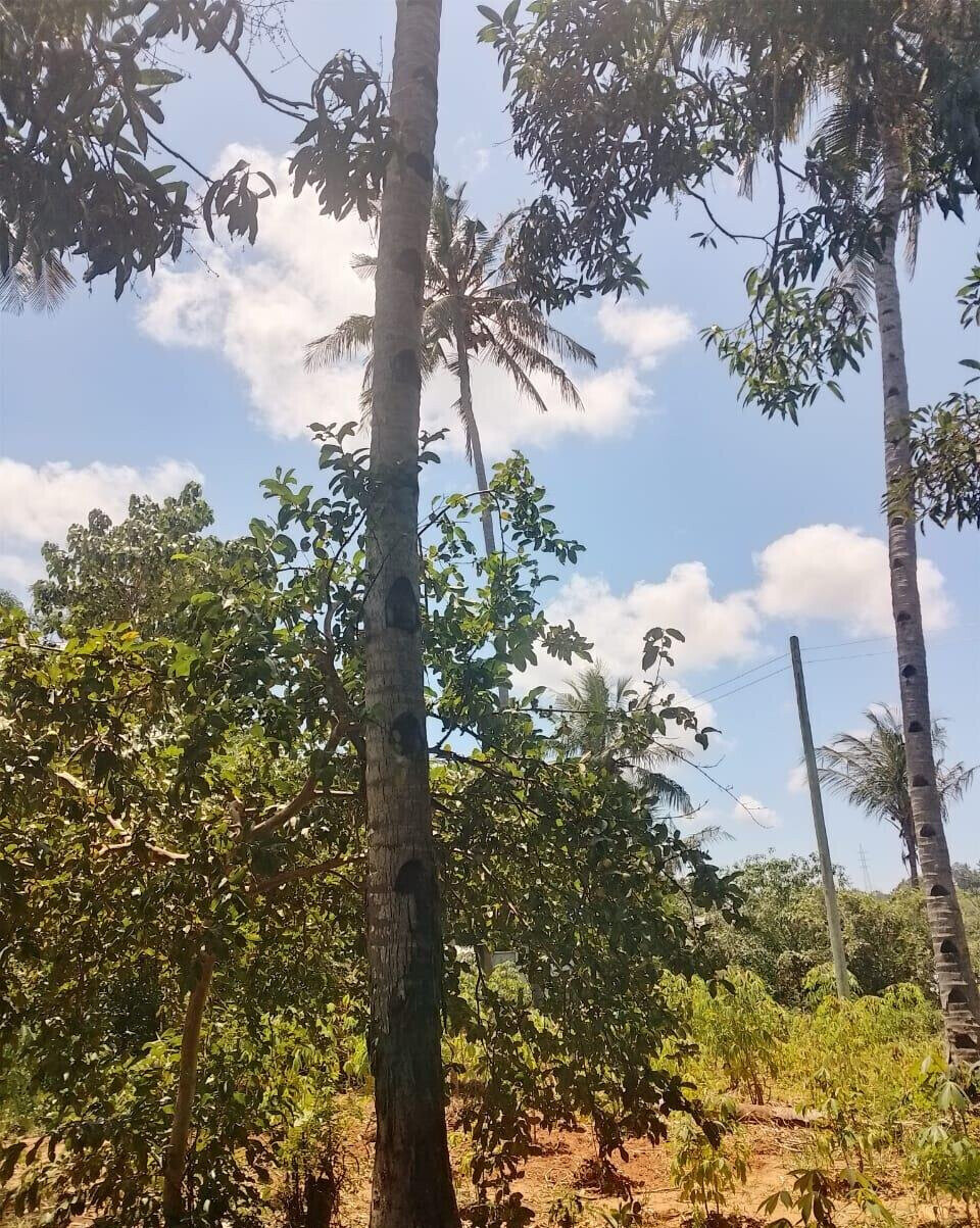 5-Acre Farmhouse in Mombasa CBD