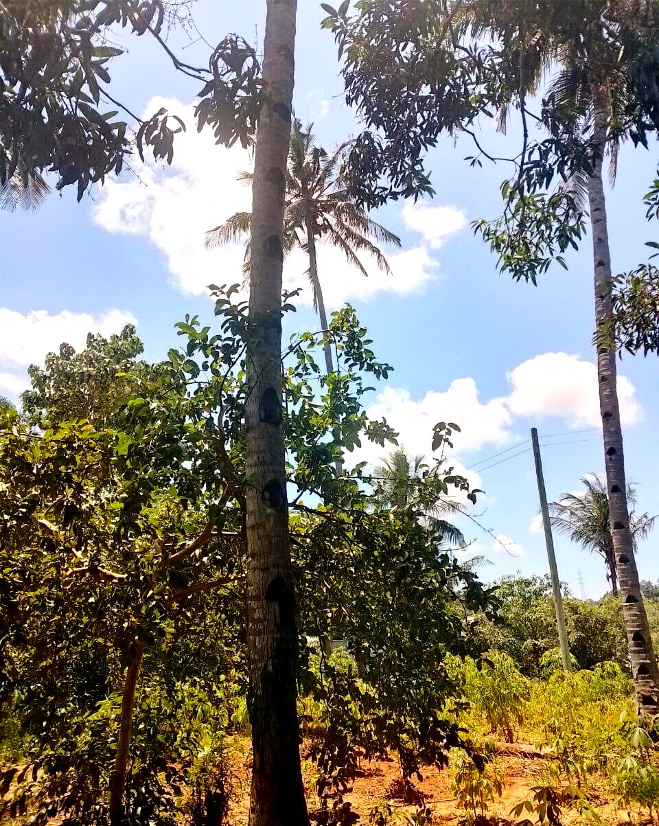 5-Acre Farmhouse in Mombasa CBD