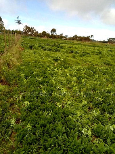 50*100 Plots on Sale at Magumu Kinangop - Image 1