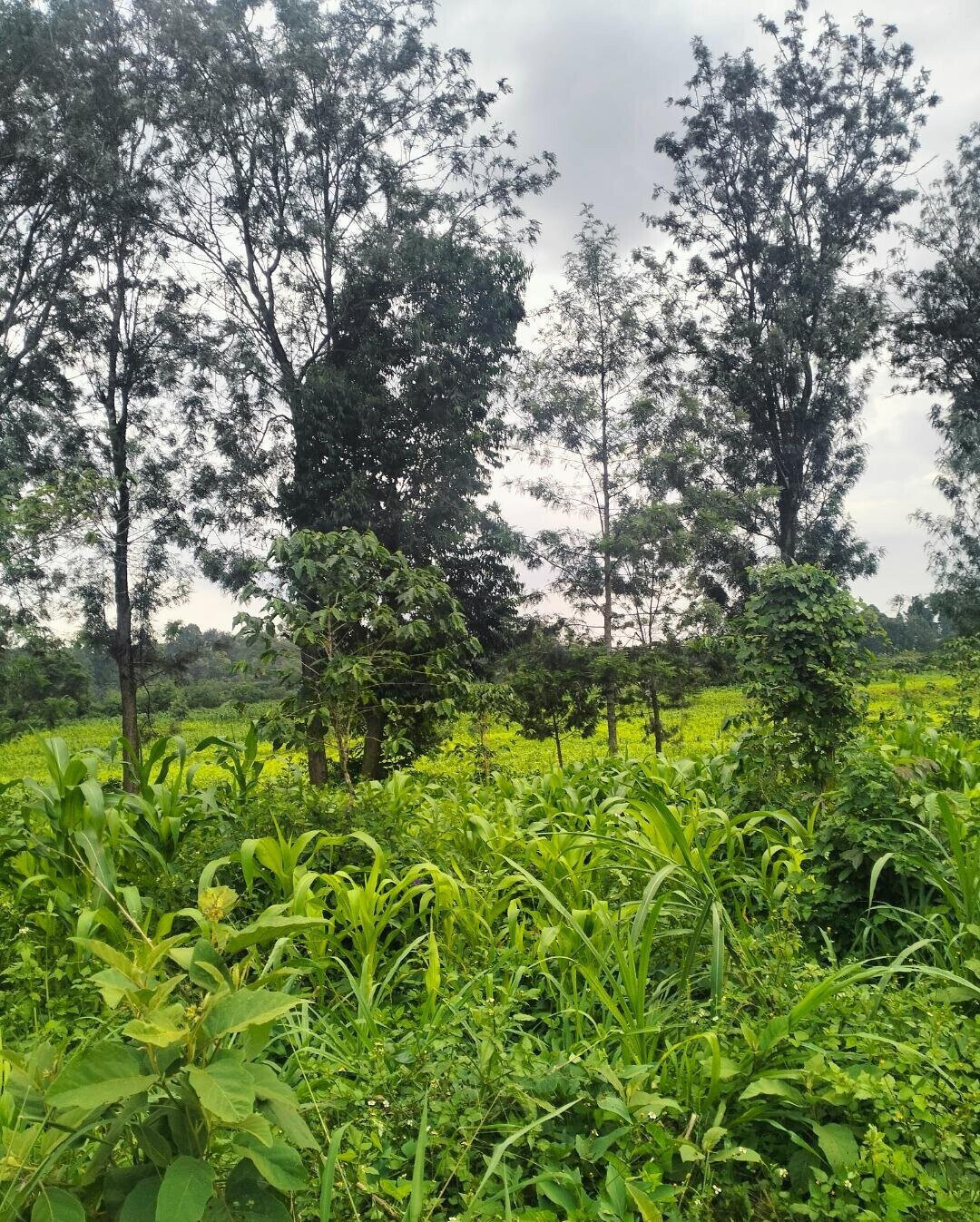 Half Acre Plot at KSh 35M