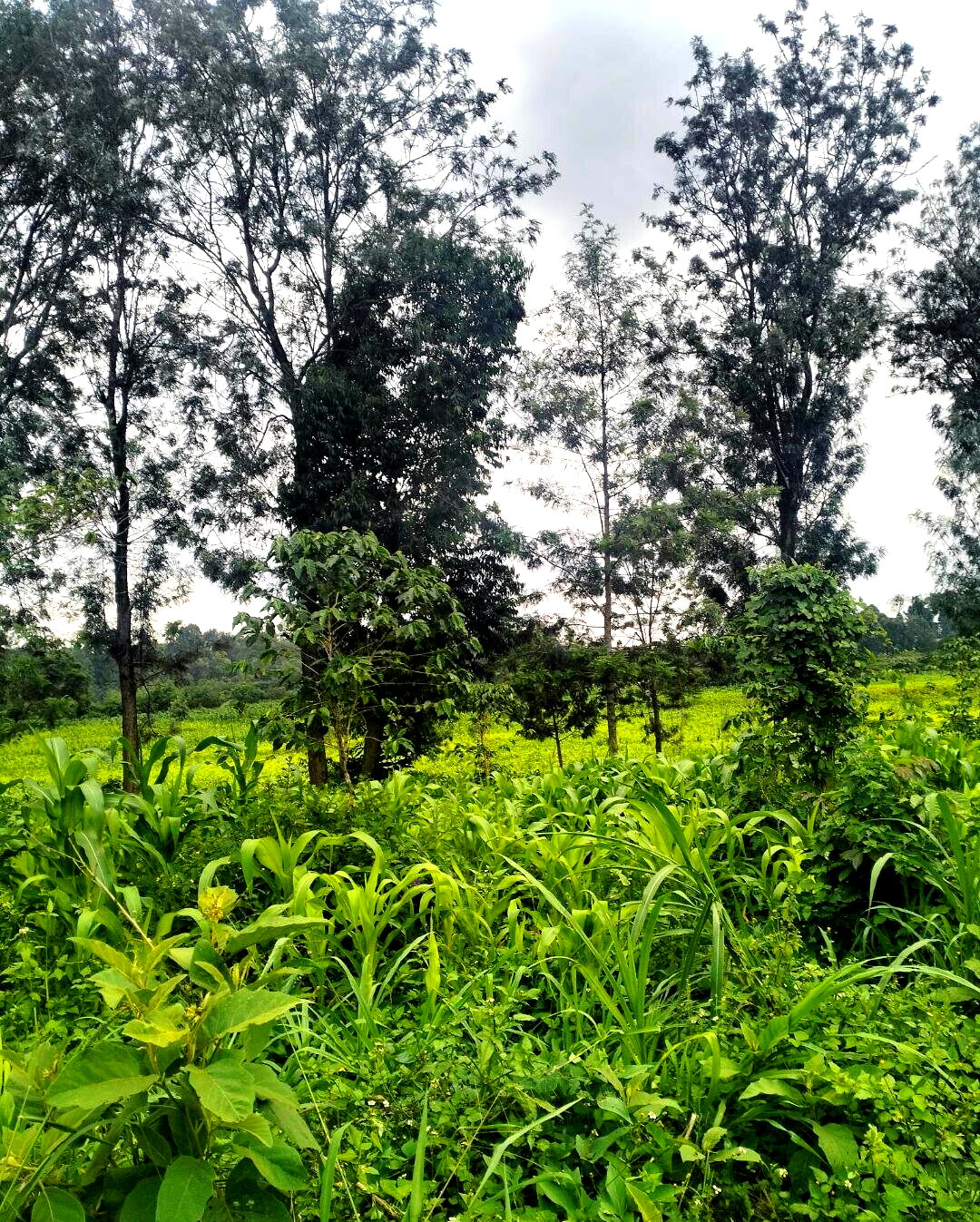 Half Acre Plot at KSh 35M