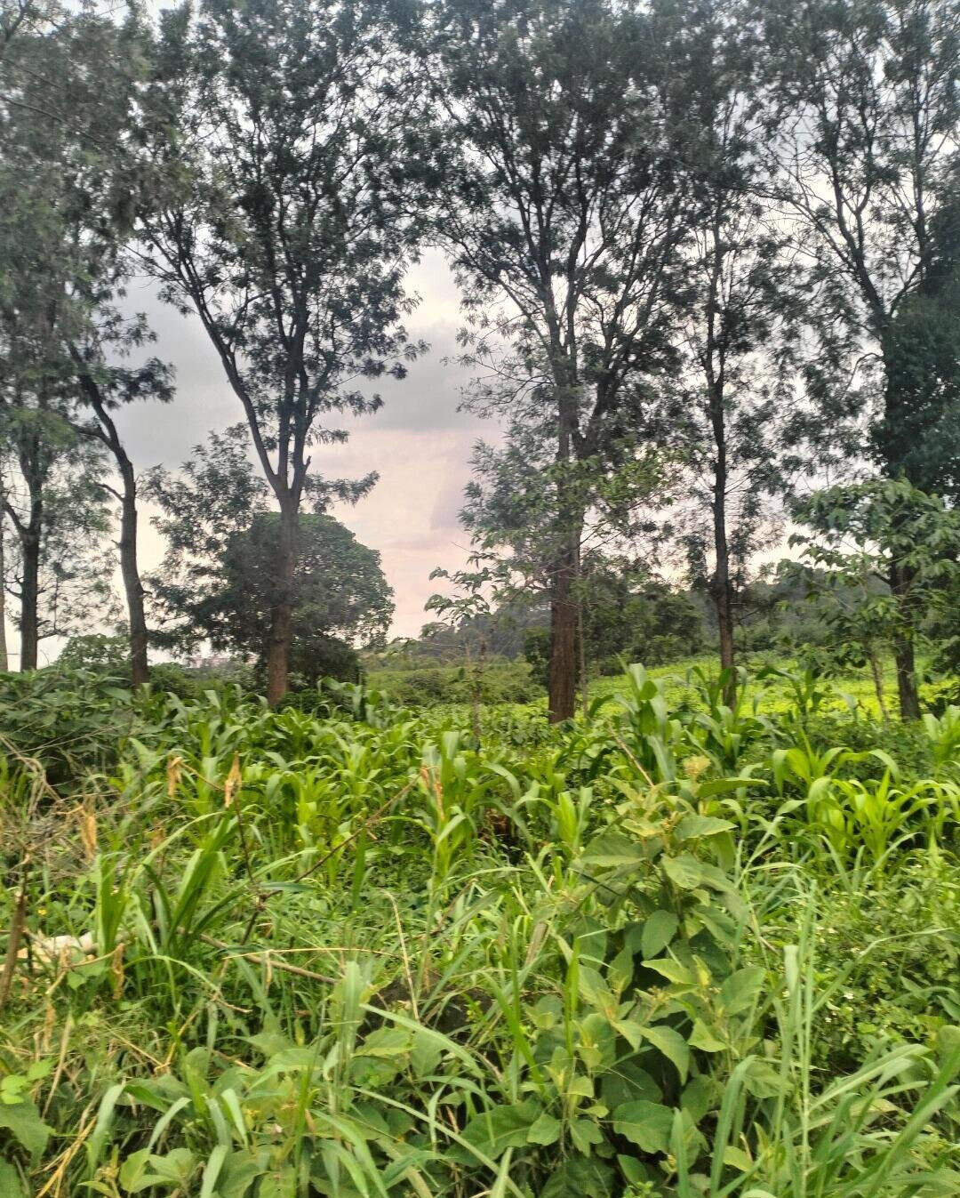 Half Acre Plot at KSh 35M