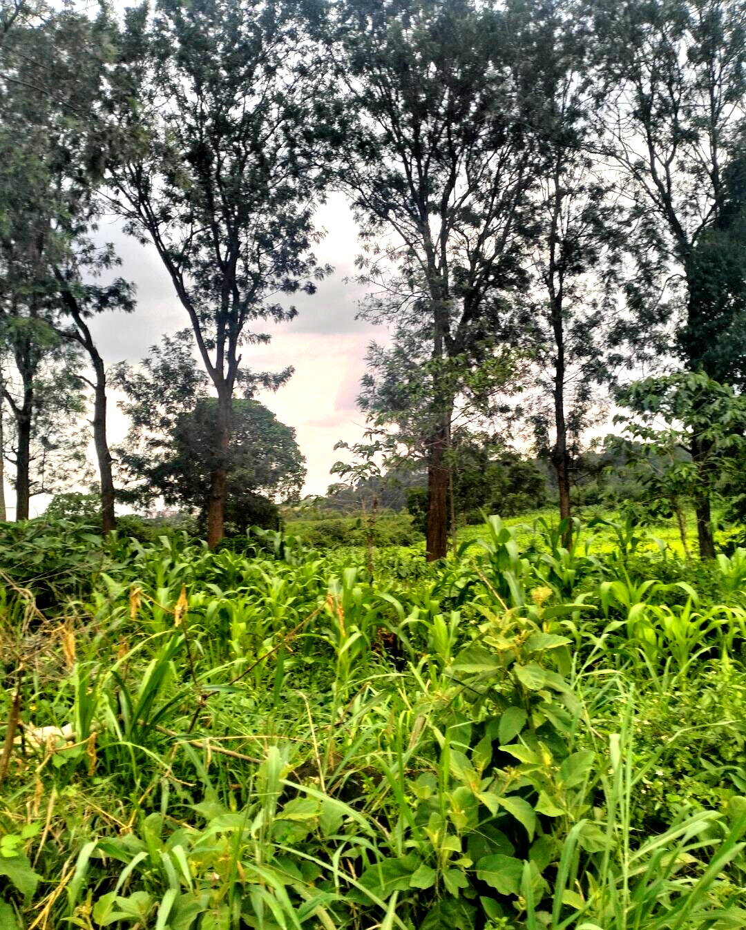 Half Acre Plot at KSh 35M