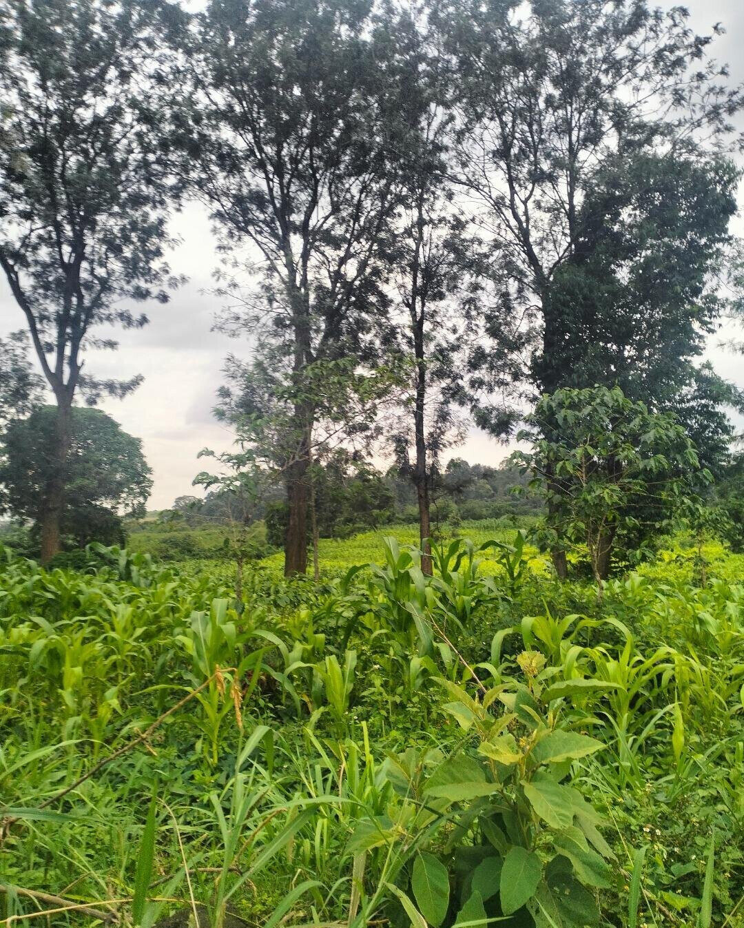 Half Acre Plot at KSh 35M