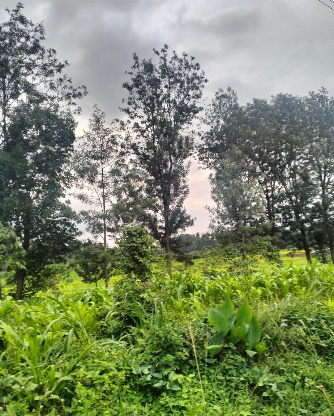 Half Acre Plot at KSh 35M